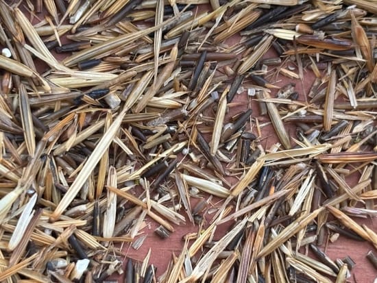 Image of: What We Have is Rice