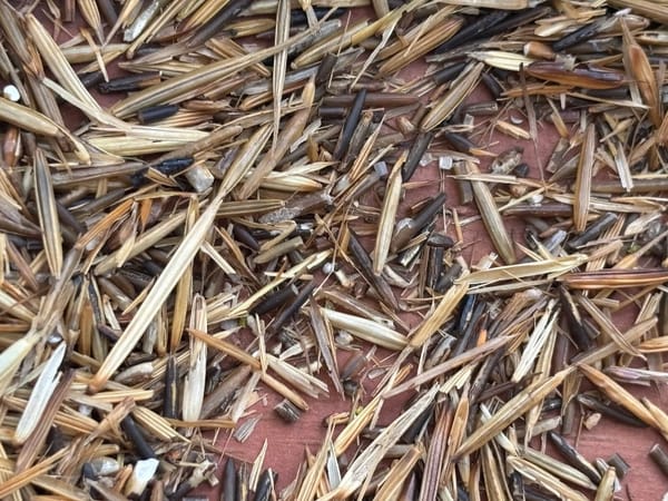 What We Have is Rice